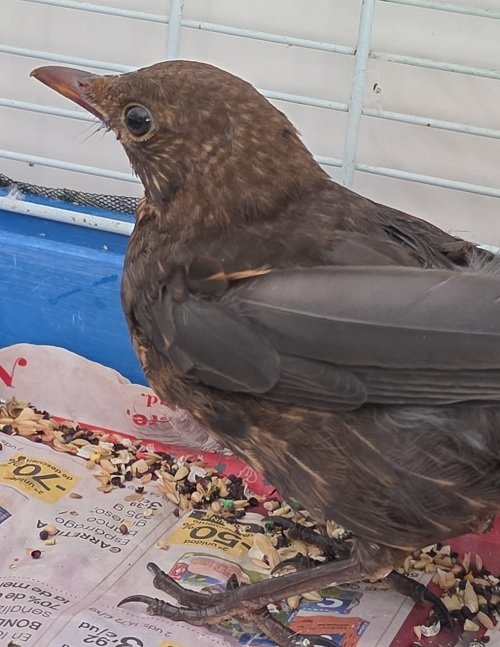 mirlo herido en Ponte do Porto